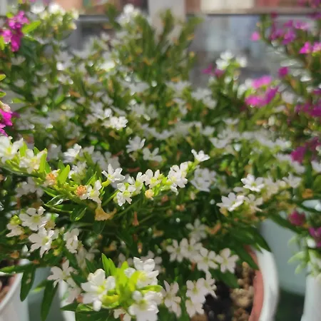 Carril - Camino Do Carro