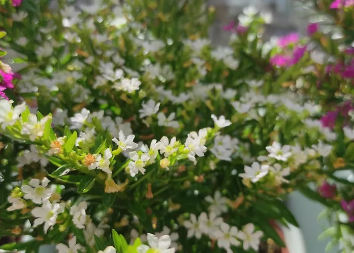 Carril - Camino Do Carro